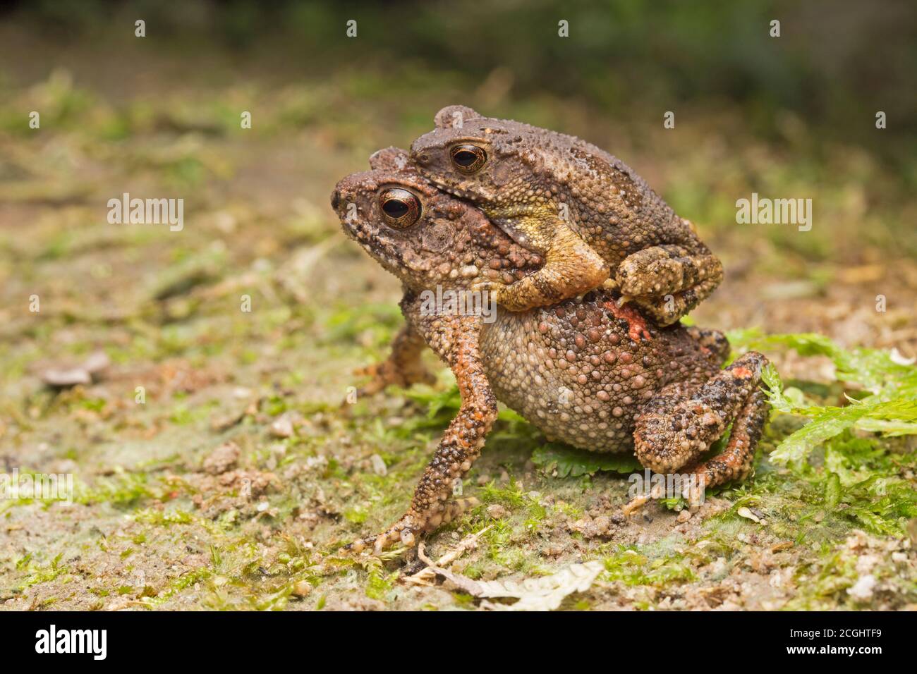 Ruscello minore Toad, Ingerophrynus parvus Foto Stock
