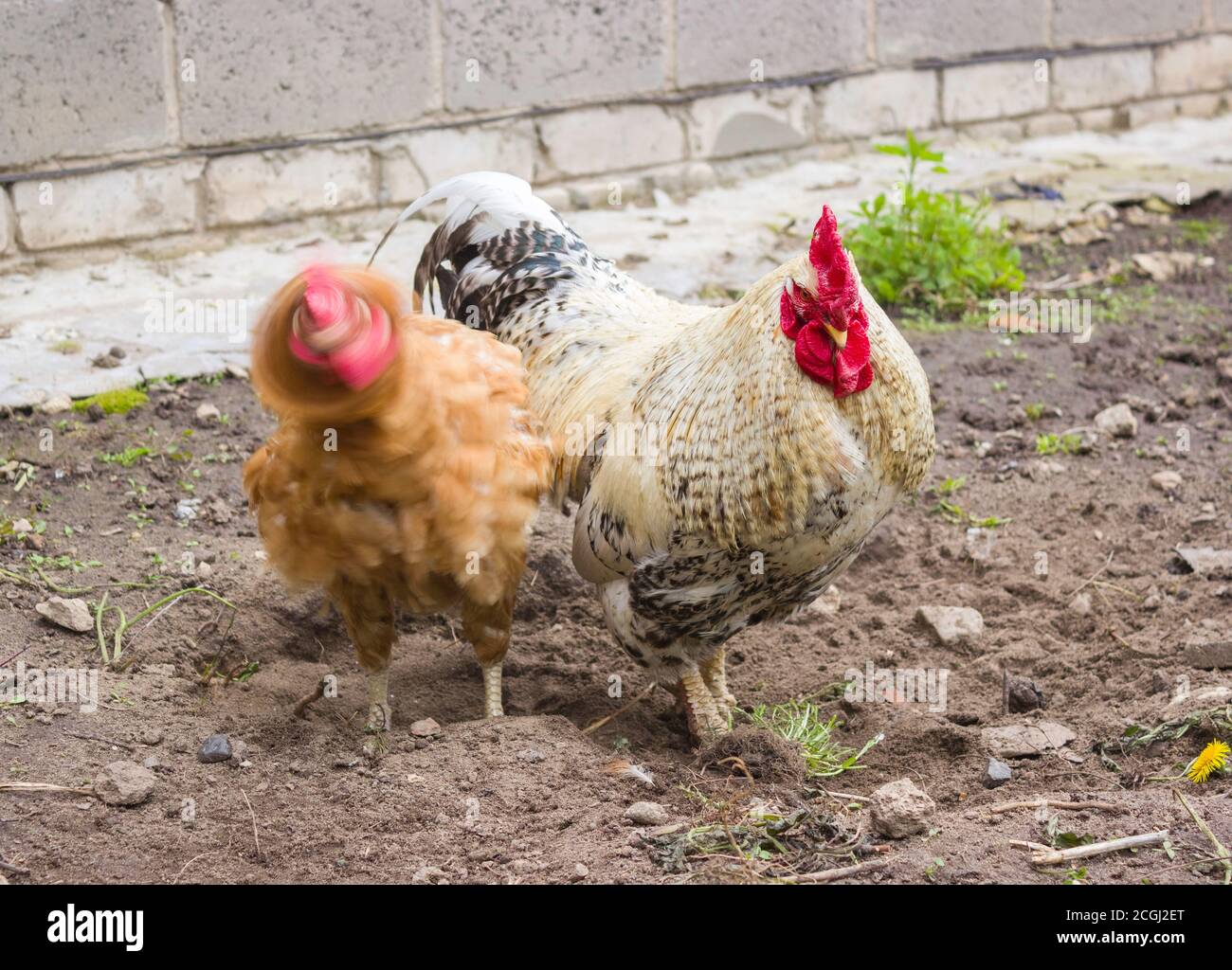 Foto divertente. Il pollo gira la testa, fuori fuoco. Il roster si trova nelle vicinanze. Foto Stock