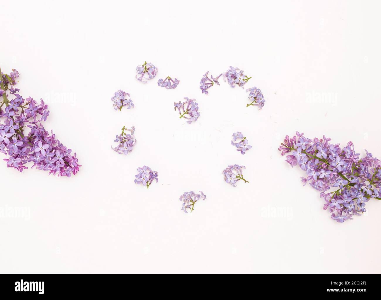 Fiori lilla e un cuore fatto di fiori su sfondo bianco. Foto Stock