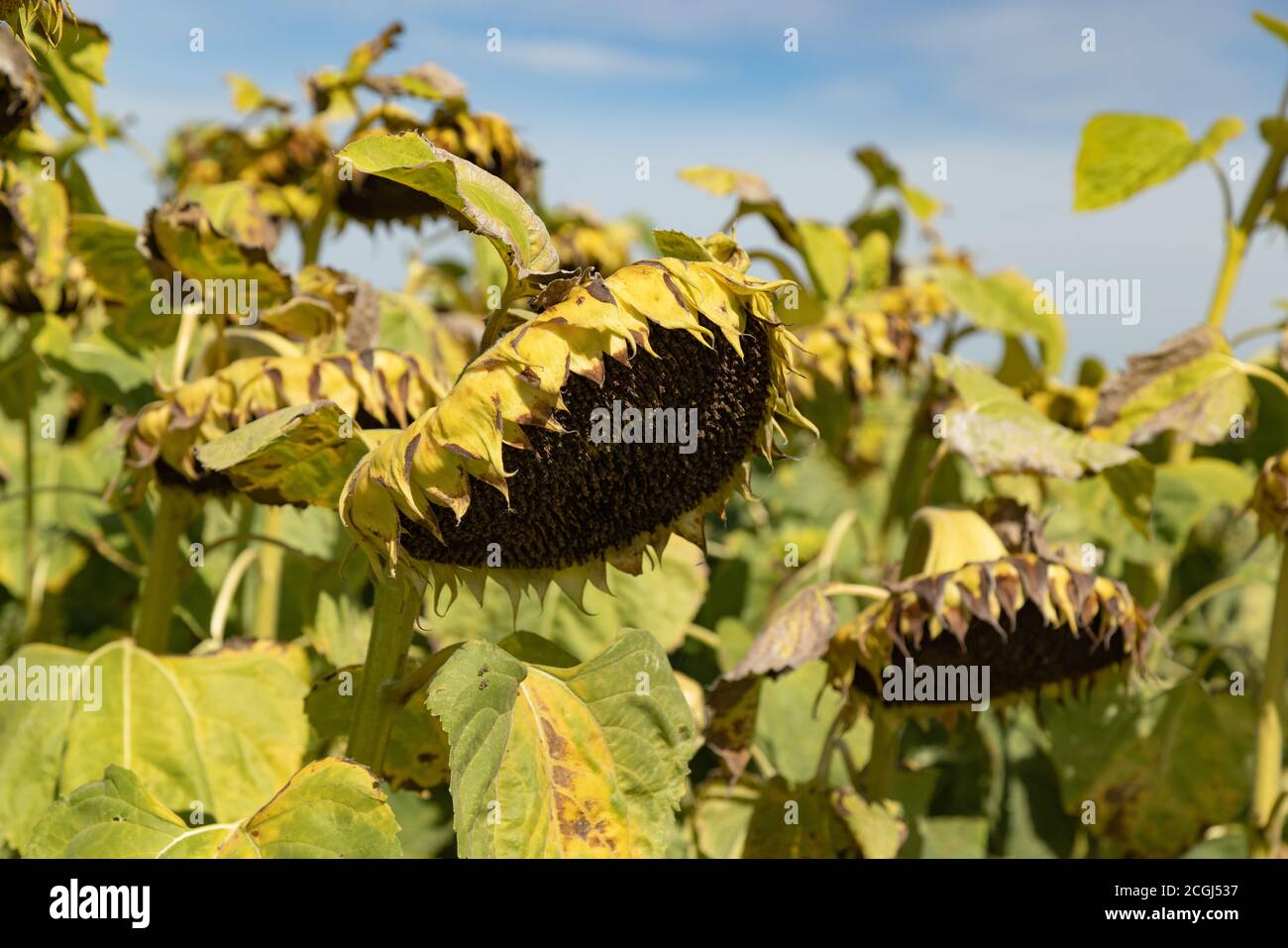 girasoli verde-giallo senza semi in un giorno d'autunno di fronte ad un cielo blu, purtroppo la bellezza ha una fine Foto Stock