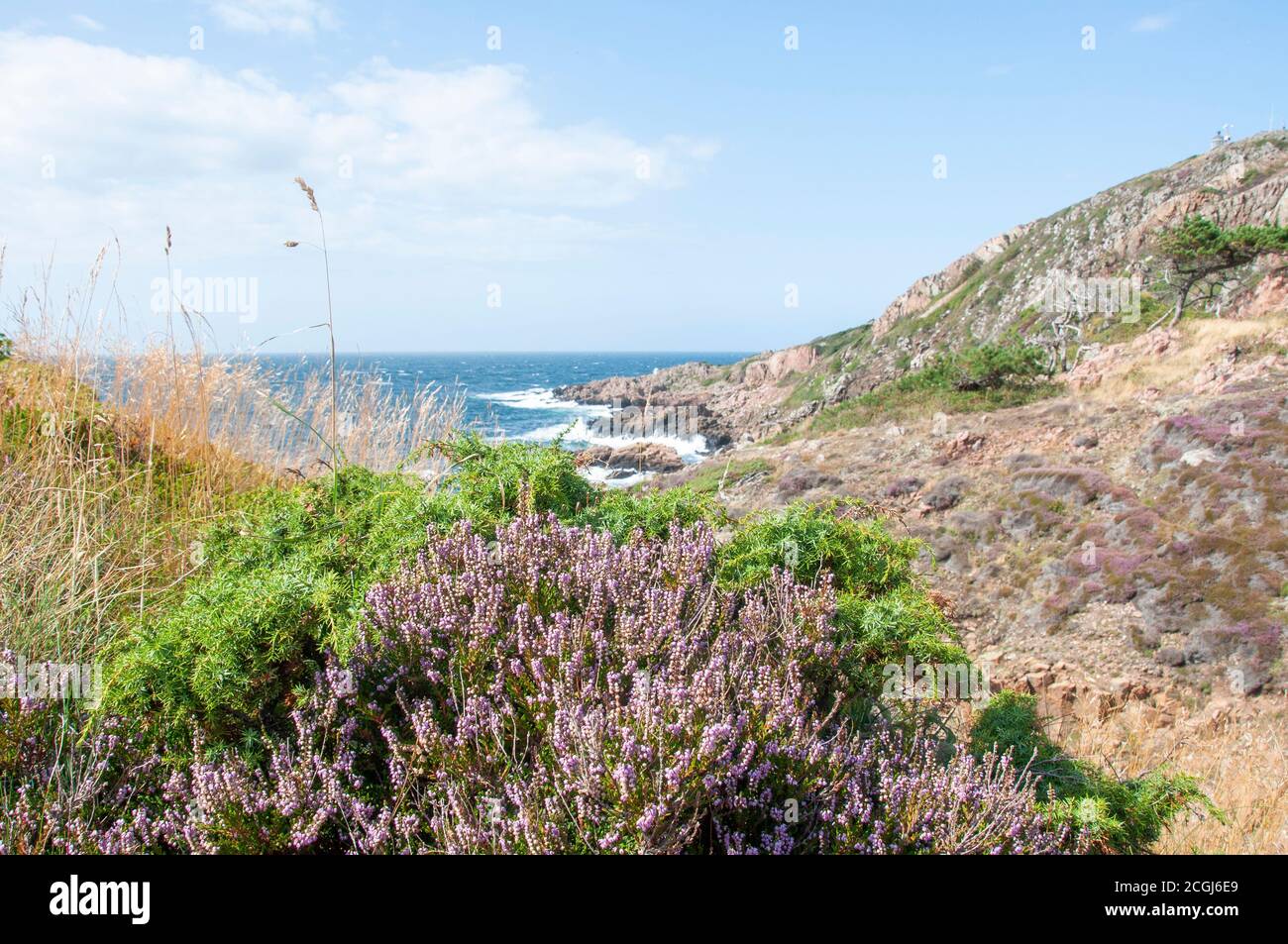 Vista della costa selvaggia della riserva naturale di Kullaberg in Svezia con piante di erica in primo piano Foto Stock