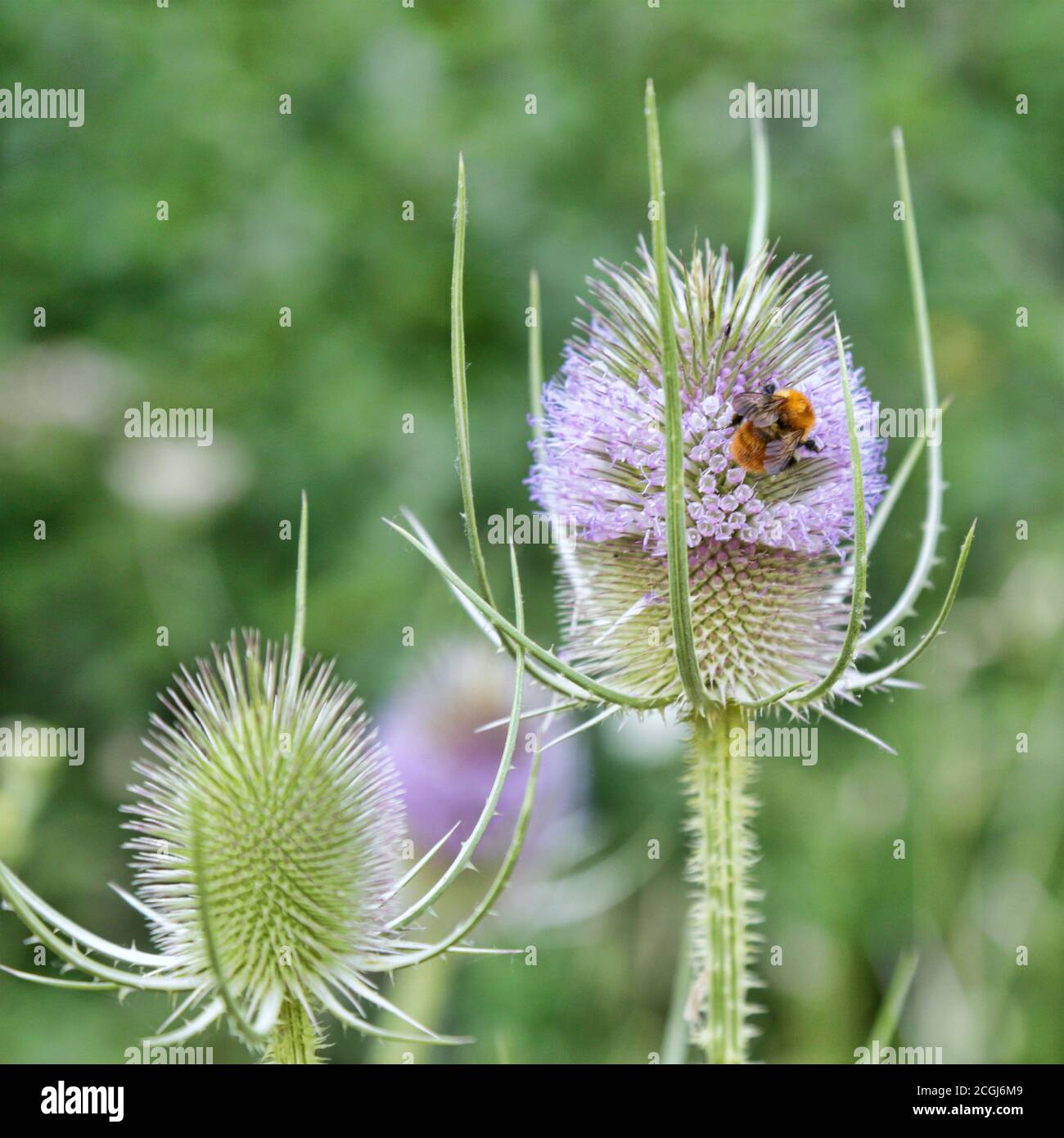 Bumblebee succhiando polline sul fiore di thistle Foto Stock