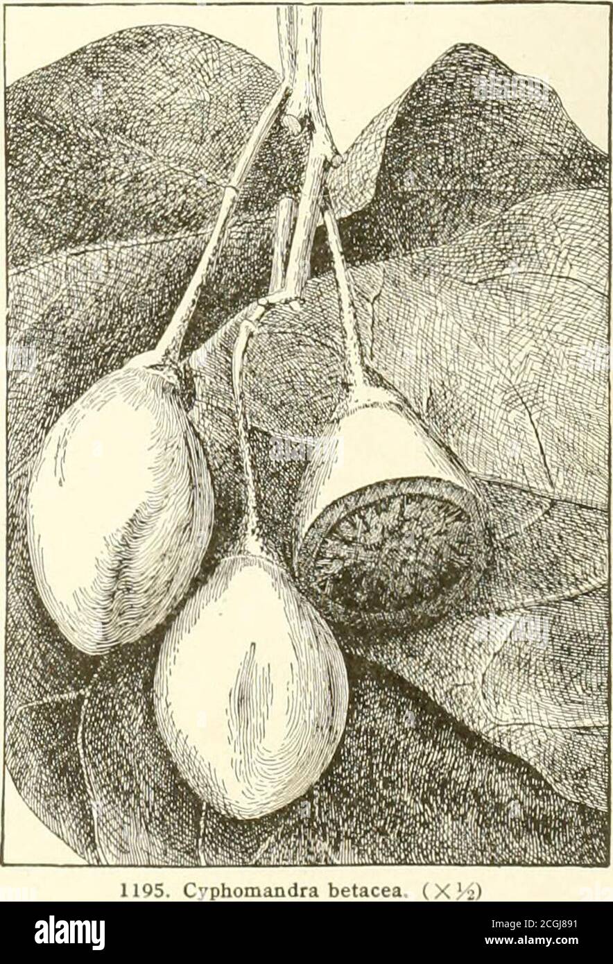 . La ciclopedia standard dell'orticoltura; una discussione, per i dilettanti e per i coltivatori professionali e commerciali, dei tipi, delle caratteristiche e dei metodi di coltivazione delle specie di piante coltivate nelle regioni degli Stati Uniti e del Canada per ornamento, fantasia, frutta e verdura; Con le chiavi delle famiglie e dei generi naturali, descrizioni delle capacità orticole degli stati e delle province e delle isole dipendenti, e schizzi di eminenti orticoltori . in. Lungo; spirkelets molto numerosi, spicate sui rami, affollato, divaricato, bromo^nish stramin-eou, li Foto Stock