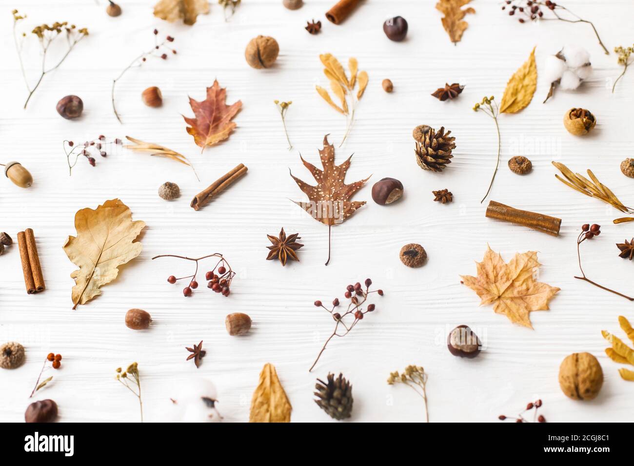 Autunno piatto posato. Foglie di caduta, bacche, acorni, noci, cannella, anice, cotone e coni di pino su sfondo bianco. Patter naturale autunnale minimalista Foto Stock