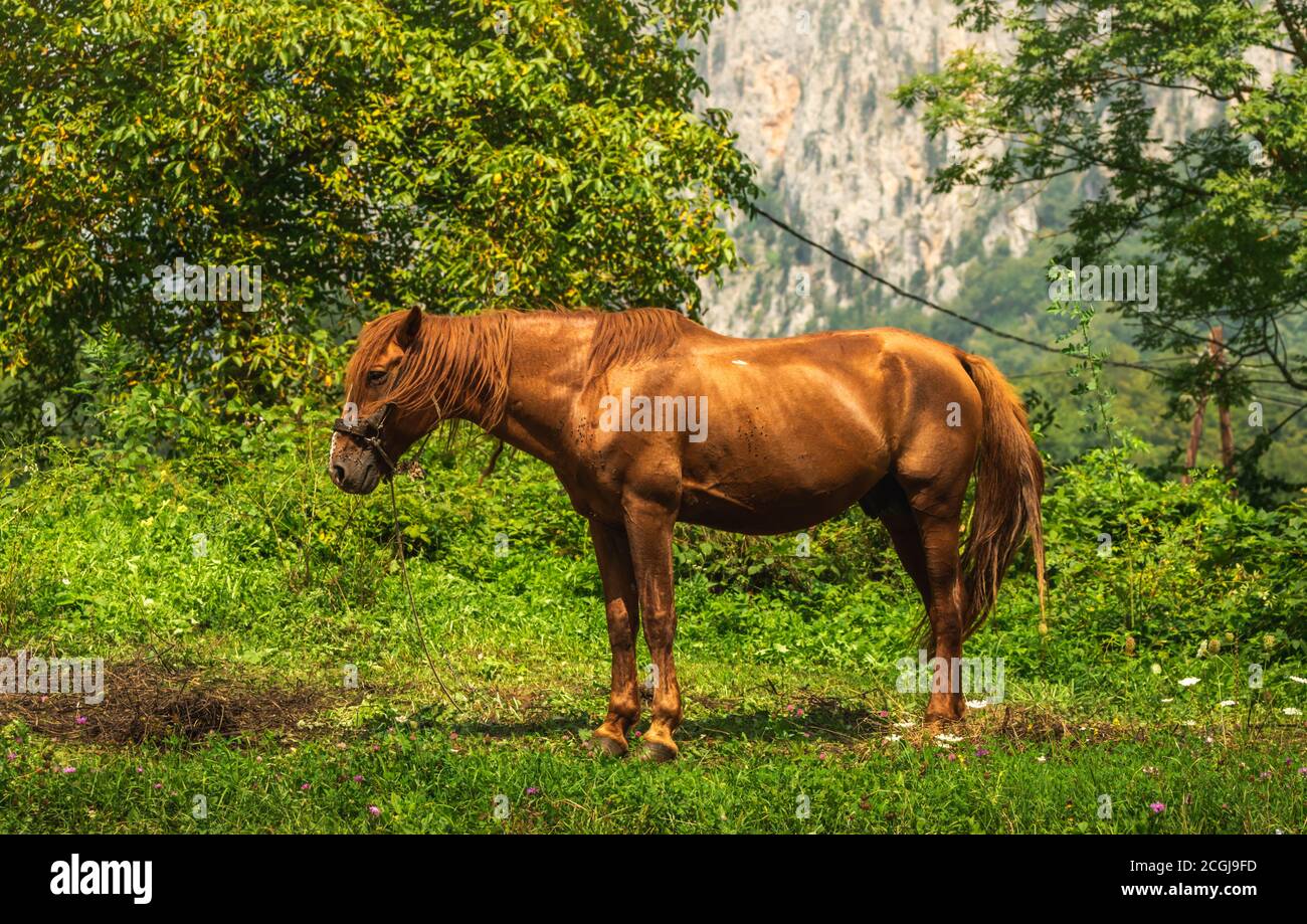 Cavallo domestico in villaggi tra le montagne, prati in montenegro, mosche impediscono ai cavalli di vivere normalmente, europa Foto Stock