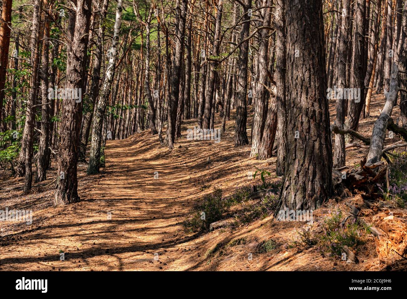 Splendido sentiero alberato in una verde foresta decidua Foto Stock