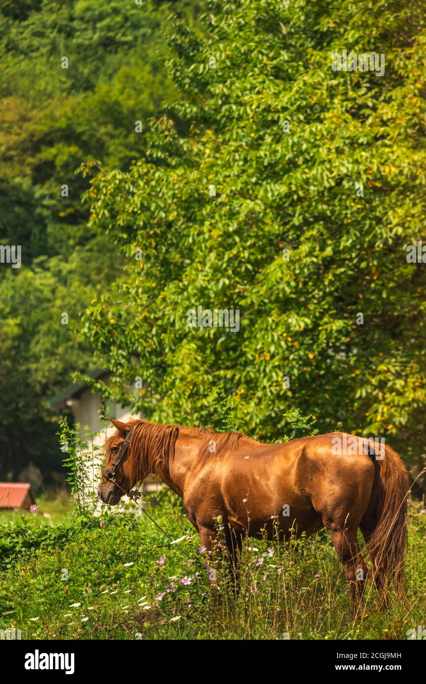 Cavallo domestico in villaggi tra le montagne, prati in montenegro, mosche impediscono ai cavalli di vivere normalmente, europa Foto Stock
