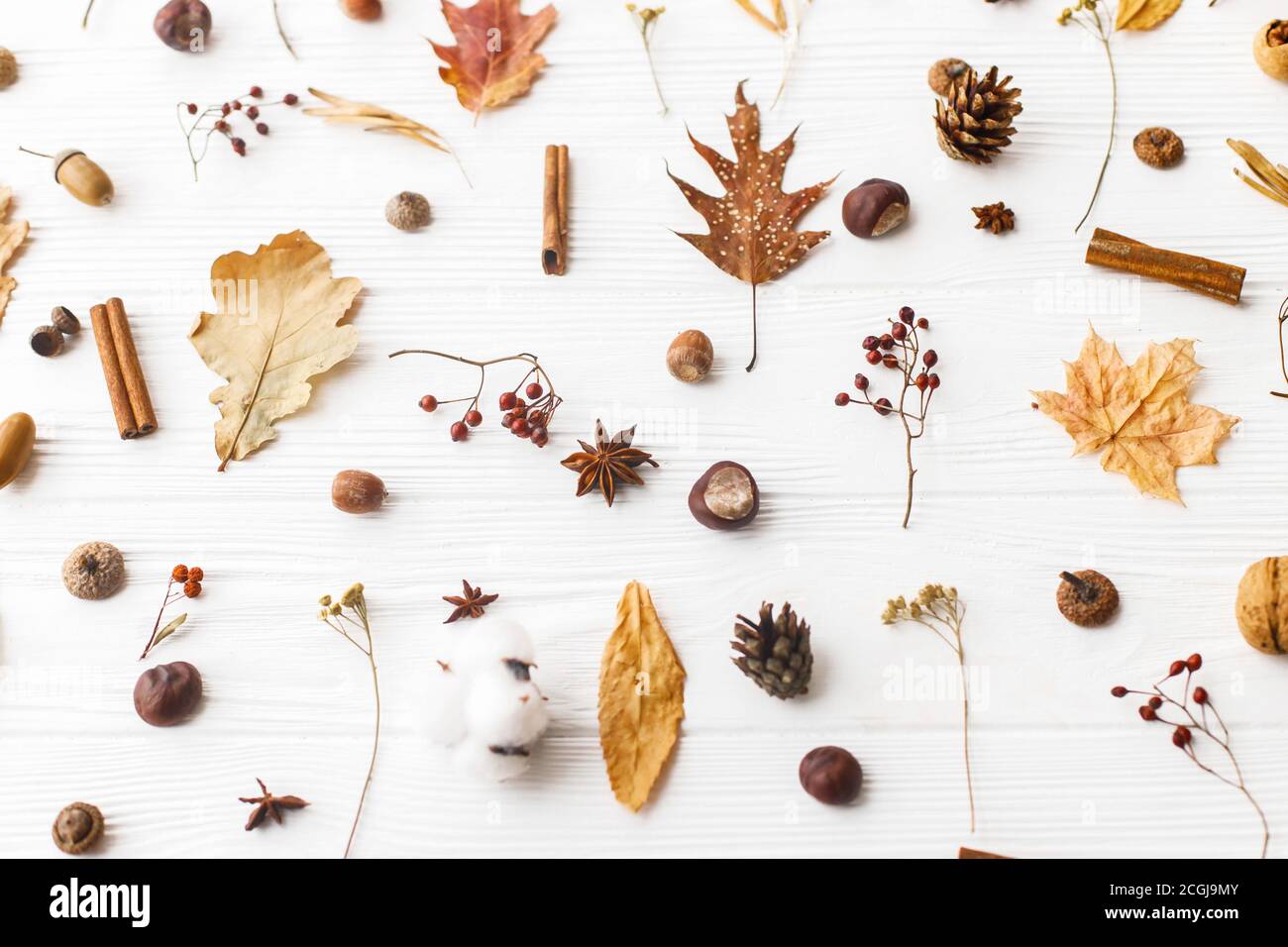 Autunno piatto posato. Foglie di caduta, bacche, acorni, noci, cannella, anice, cotone e coni di pino su sfondo bianco. Patter naturale autunnale minimalista Foto Stock