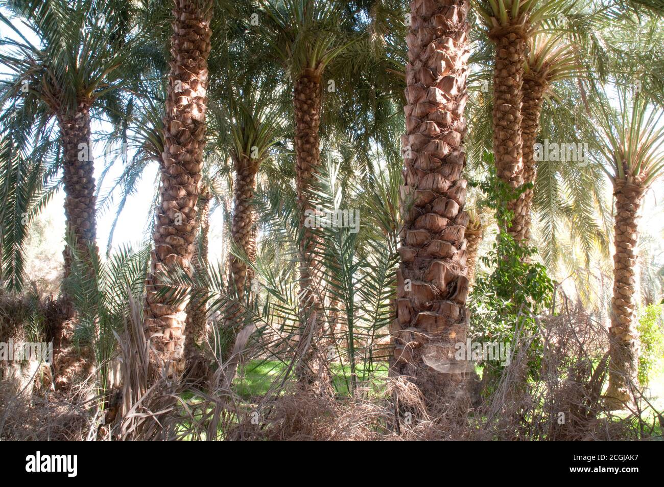 Un boschetto di palme da dattero in una foresta di palme ai margini di una foresta di palme, nella comunità delle oasi sahariane di Farafra, deserto occidentale, Egitto. Foto Stock