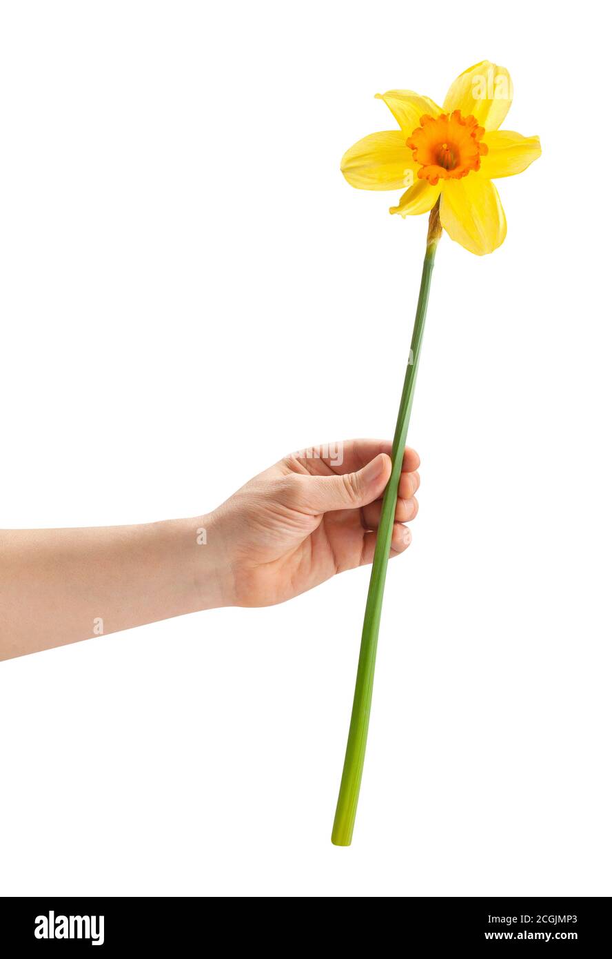 narciso in mano isolato su sfondo bianco Foto Stock