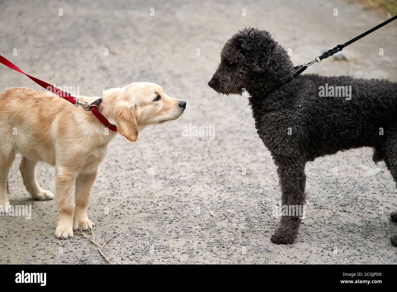 Due cani stanno facendo contatto, un cucciolo e un adulto, una femmina e un maschio, una luce e un buio Foto Stock