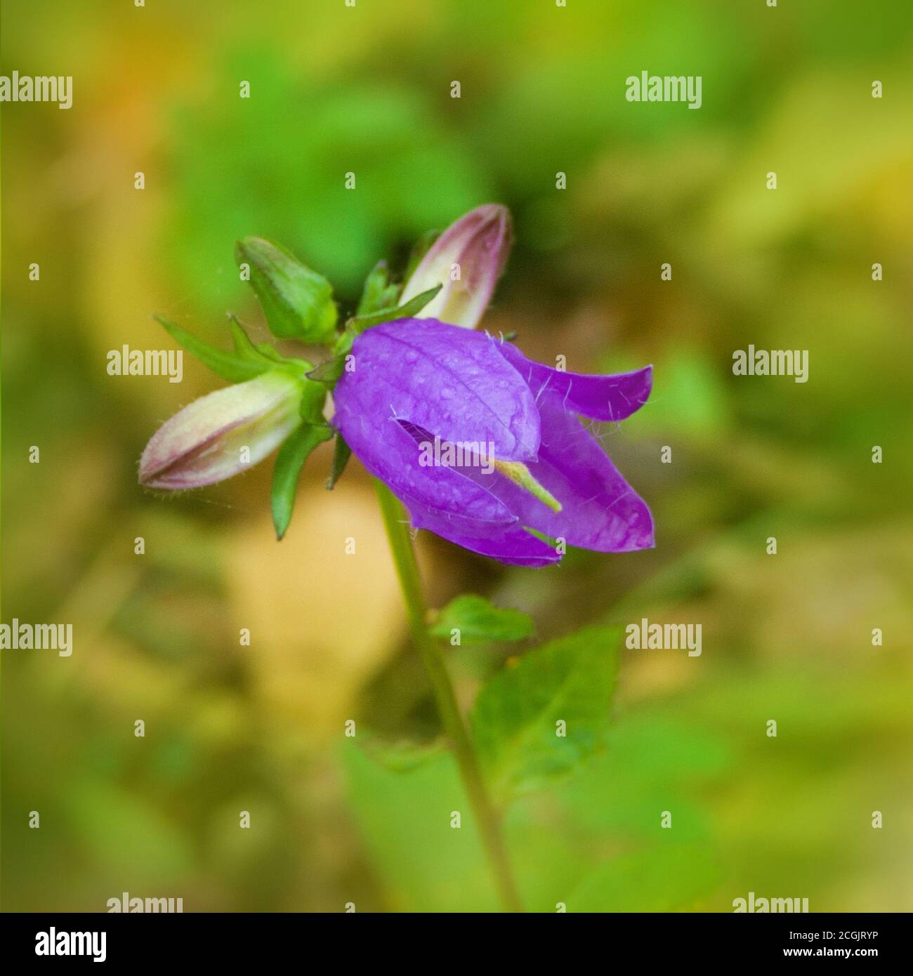 Fiori selvatici di Harebell Campanula rotundifolia Famiglia Bellflower Bluebells. Beautyful fiore autunnal su brillante autunno verde giallo arancio sfocato backgr Foto Stock