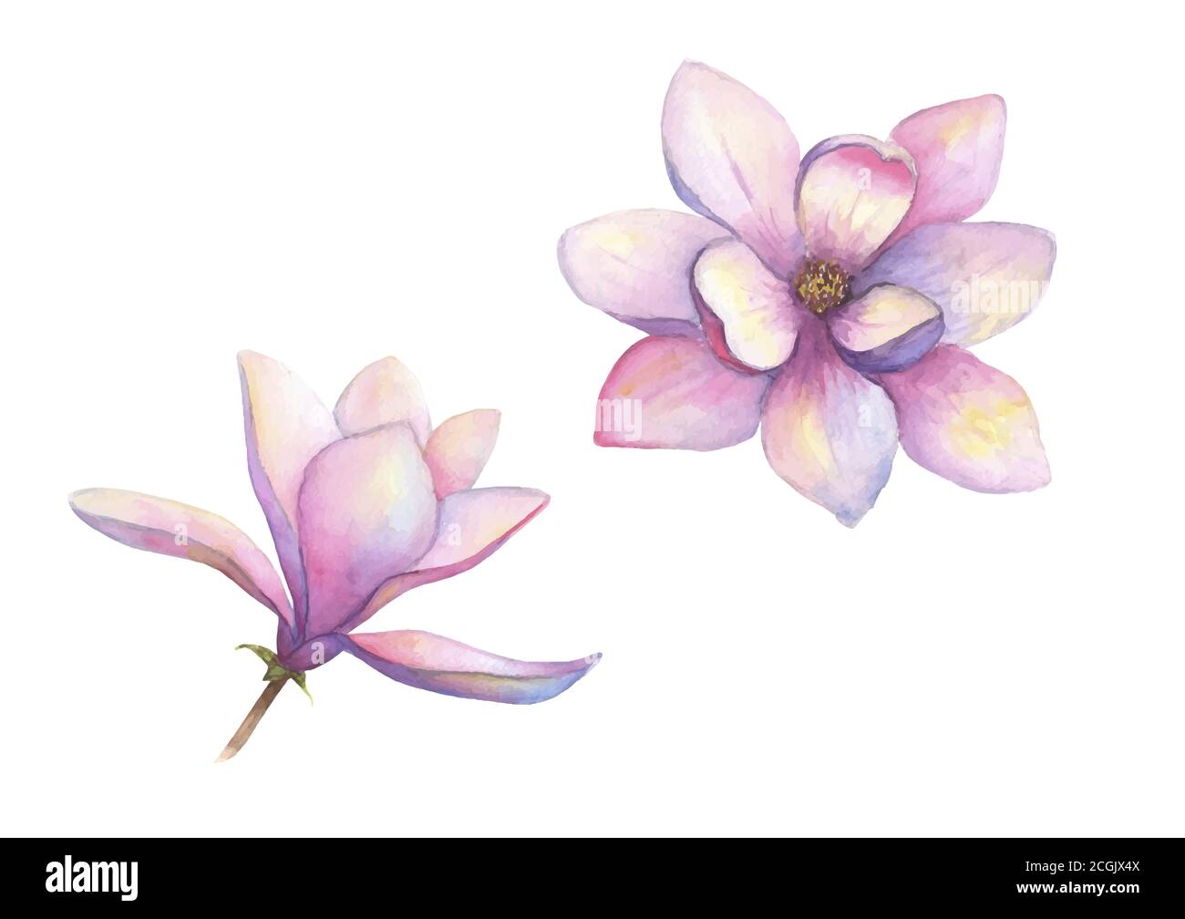 Acquerello splendido insieme di fiori magnolia isolato su sfondo bianco. Acquerello disegnato a mano primavera elegante illustrazione botanica. Per l'invito, Illustrazione Vettoriale