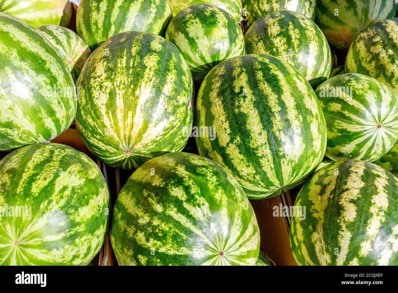 Cocomeri a righe con pelle verde dolce al banco del mercato. Un gran numero di deliziosi cocomeri in una pila, fuoco selettivo. Foto Stock