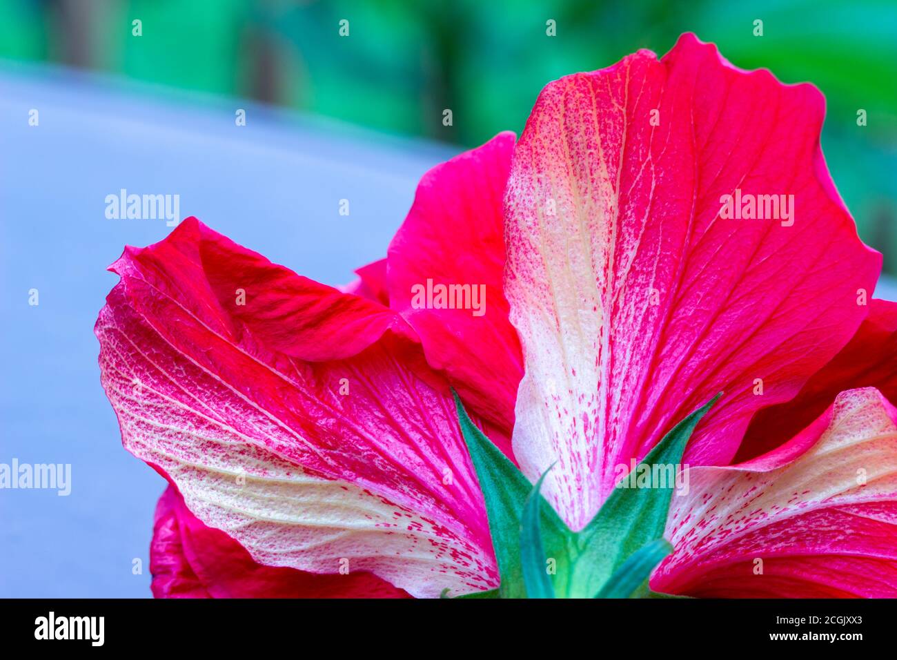 Macro arte astratta texture sfondo vista di un bel singolo doppio fiore hibiscus con volant rosso e bianco petali di colore Foto Stock