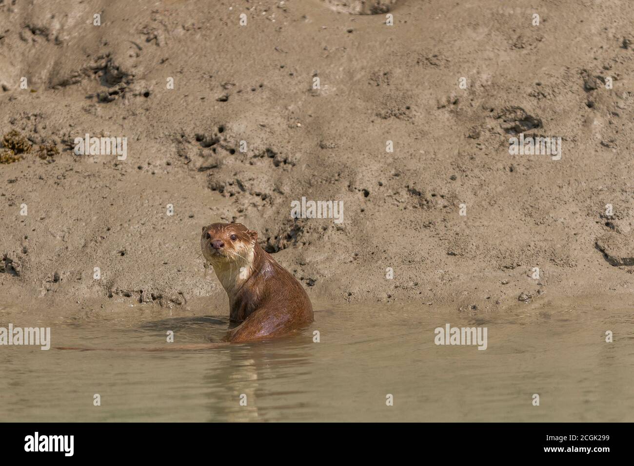 La lontra asiatica piccola-clawed maschile adulta prende un breve riposo dopo un tentativo di caccia durante un inverno a metà giornata al Sundarban National Park, Bengala occidentale, India Foto Stock