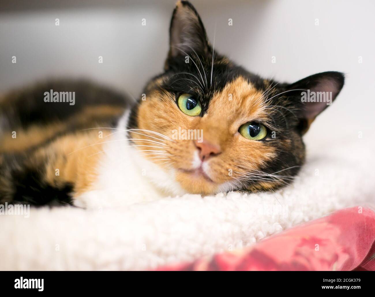Un gatto calico shorthair con occhi verdi che si rilassano su un cat letto e guardando la telecamera Foto Stock