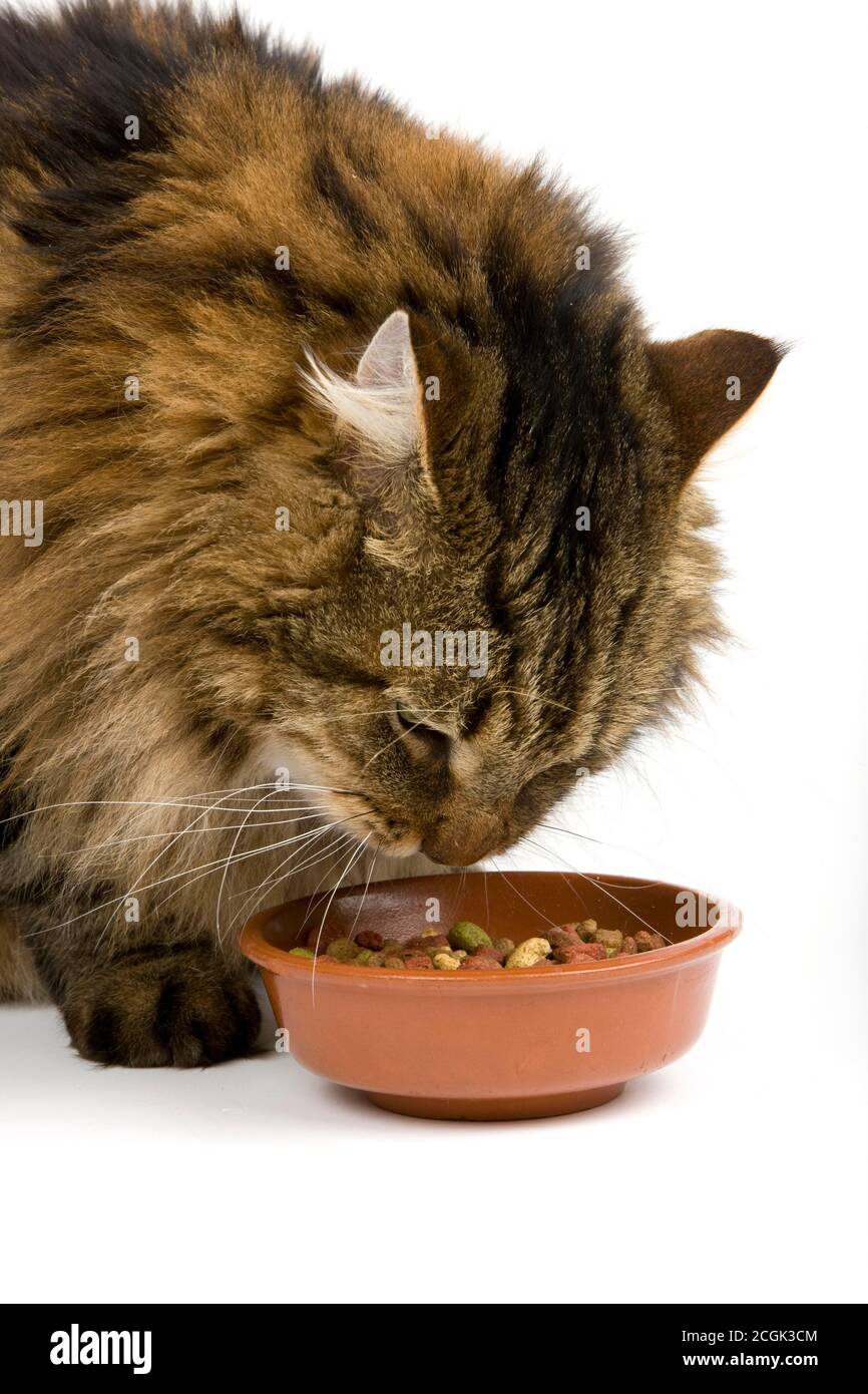 Crocchette di gatto immagini e fotografie stock ad alta risoluzione - Alamy
