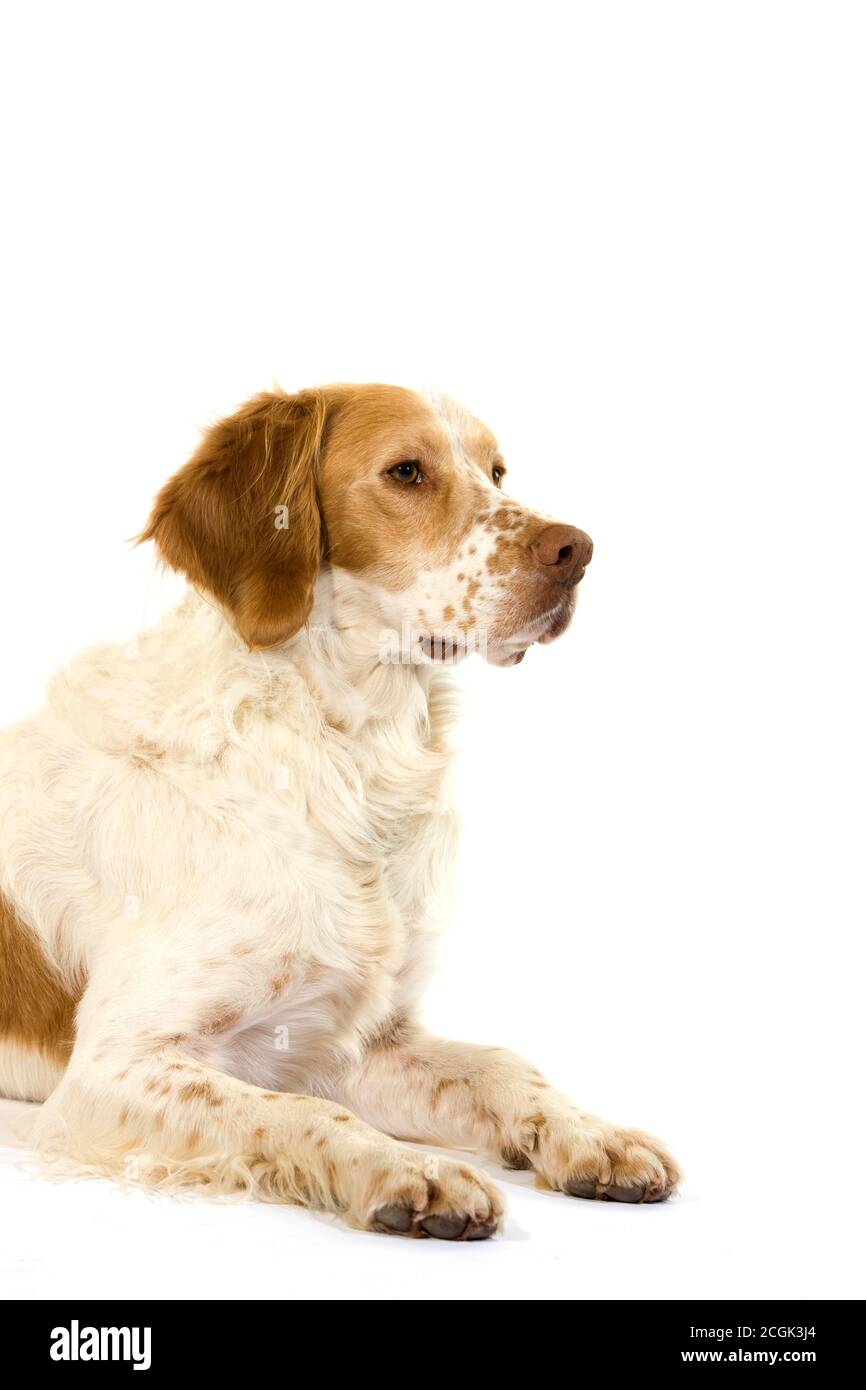 French Spaniel cane (colore cannella), maschio posa contro uno sfondo bianco Foto Stock