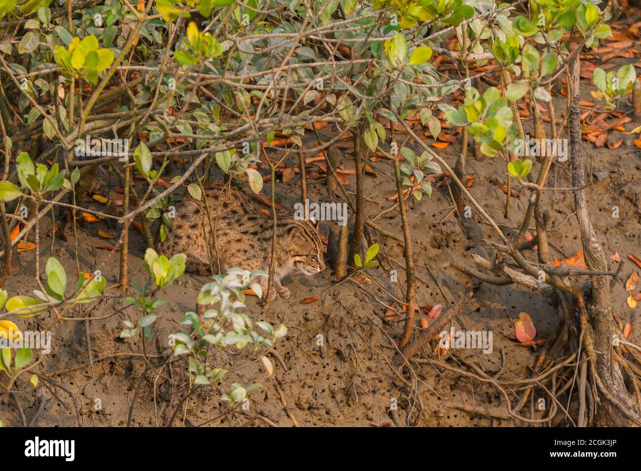 Giovane gatto di pesca maschile seduto a lato del fiume e alla ricerca di opportunità di caccia nel Sundarban National Park, Bengala occidentale, India Foto Stock