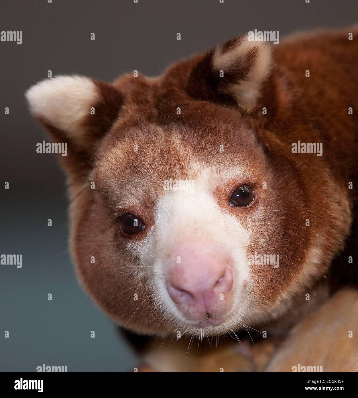 Matschie's Tree Kangaroo, dendrolagus matschiei, Ritratto di adulto Foto Stock