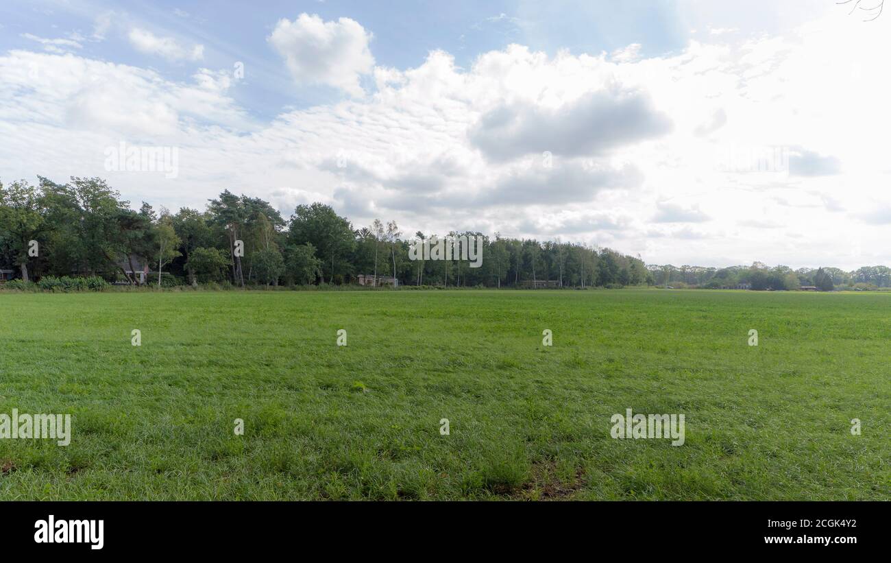 Un campo agricolo nei pressi di Zelhem, Paesi Bassi. Foto Stock