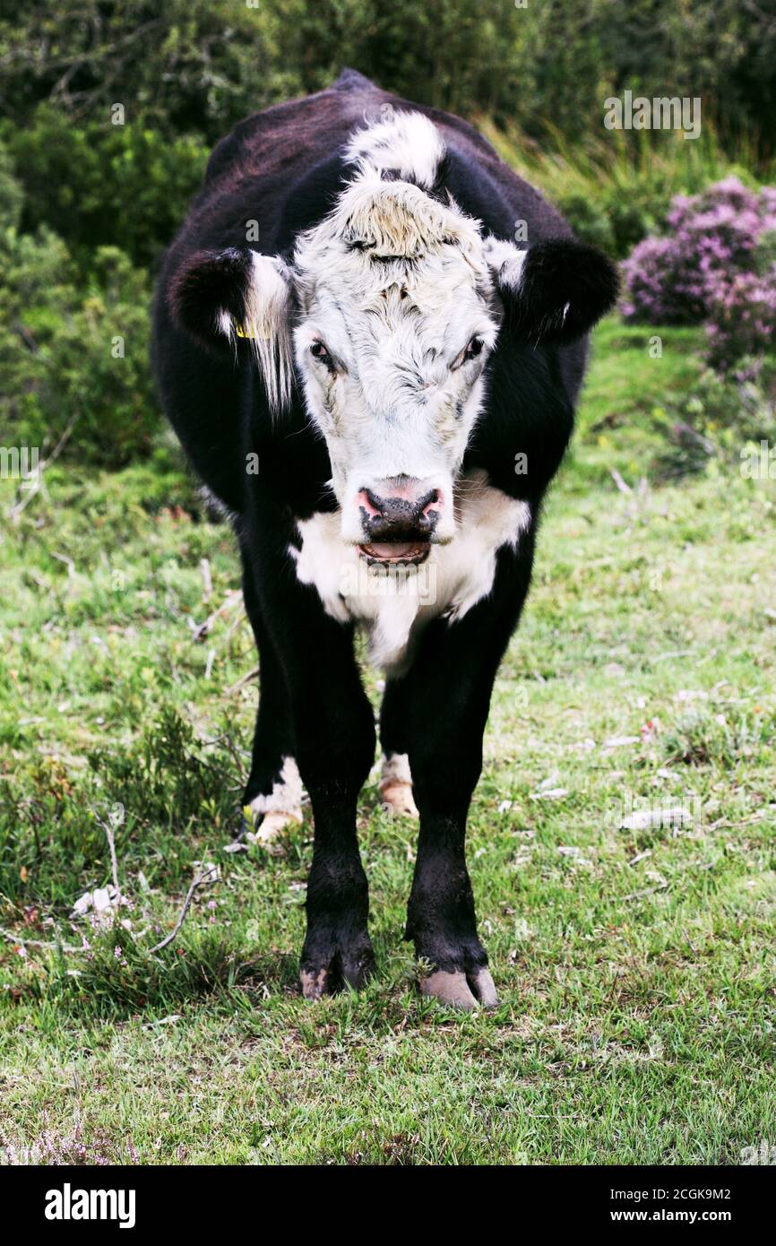 Mucca bagnata brancolata che allagano Foto Stock