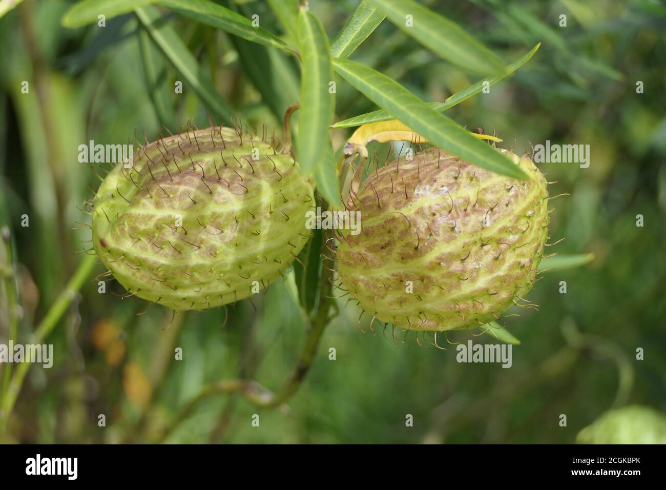 Primo piano di una pianta chiamata palle pelose, palloncino o palloncino cotone-bush Foto Stock