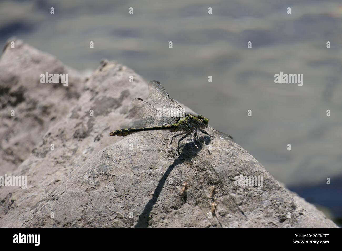 Closeup libellula o damselfly su una pietra in un fiume Foto Stock