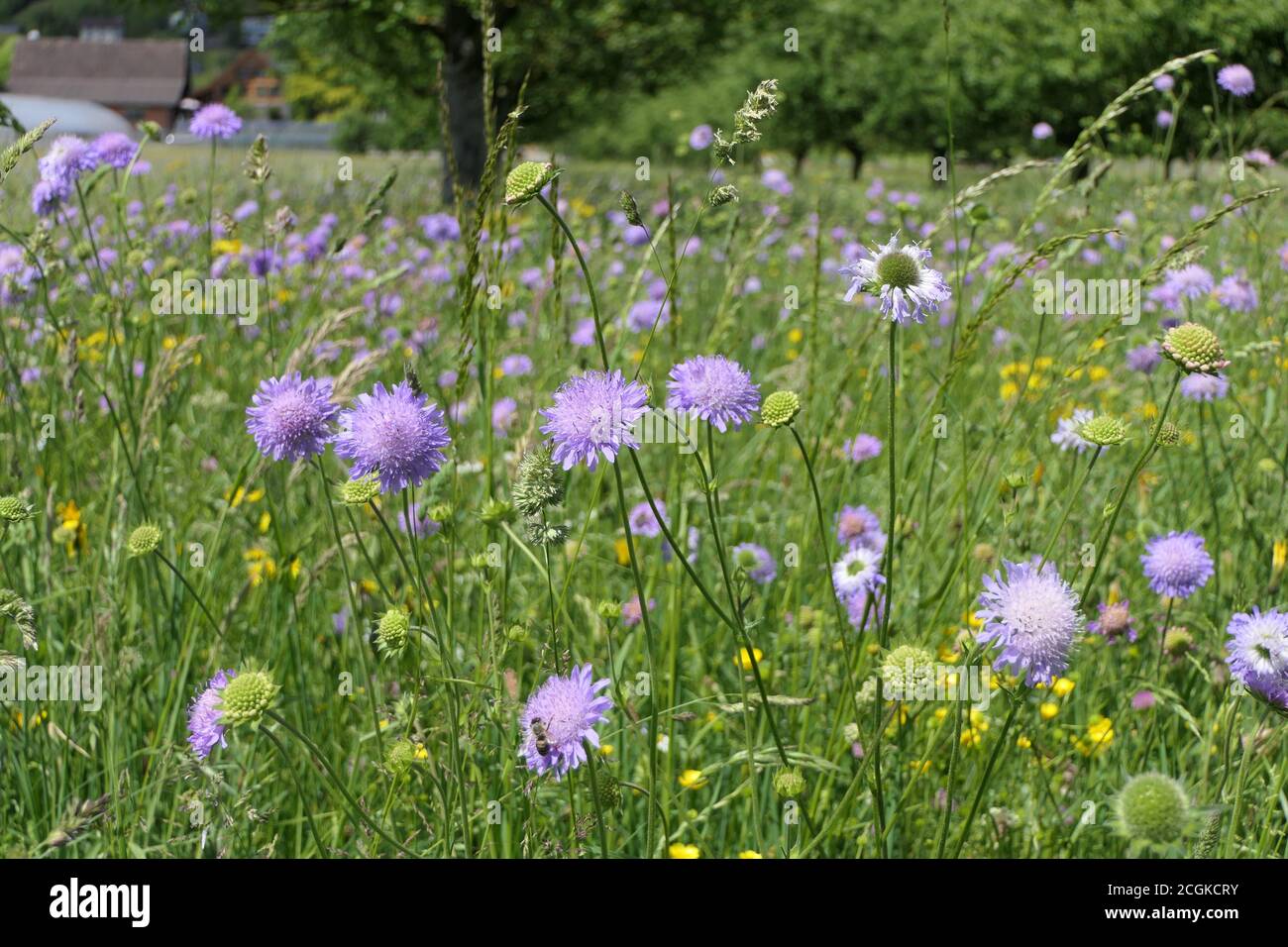 Prato allegro con fiori di mais o pulsante di bachelor Foto Stock