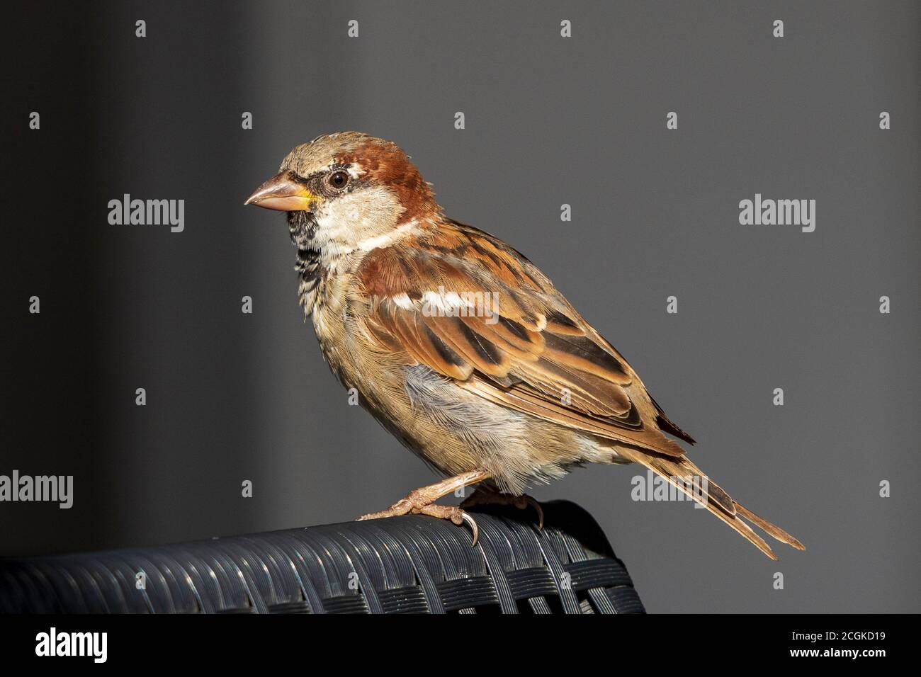 Casa Sparrow Passer domesticus Costa Ballena Cadiz Spagna Foto Stock