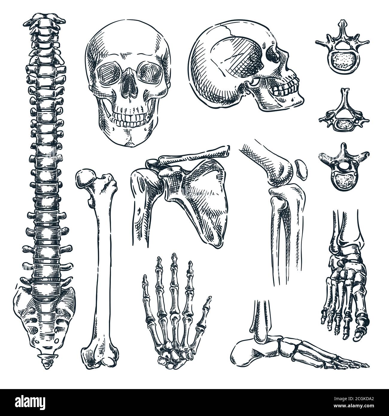 Scheletro umano, ossa e articolazioni, isolato su sfondo bianco. Illustrazione dello schizzo disegnata a mano dal vettore. Set di icone anatomiche Doodle Illustrazione Vettoriale