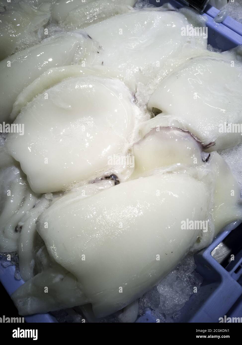 Seppie e calamari in pesche, commercio e vendita, prodotti freschi Foto Stock