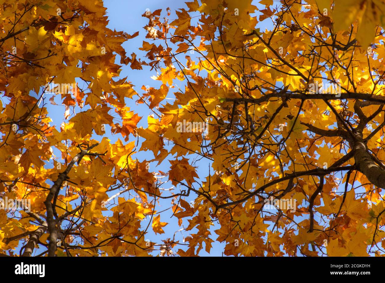 Foglie di acero giallo contro il cielo. Splendido sfondo naturale autunnale di foglie d'arancio. Vista dal basso di alberi e cielo. Il concetto di avvicinamento au Foto Stock