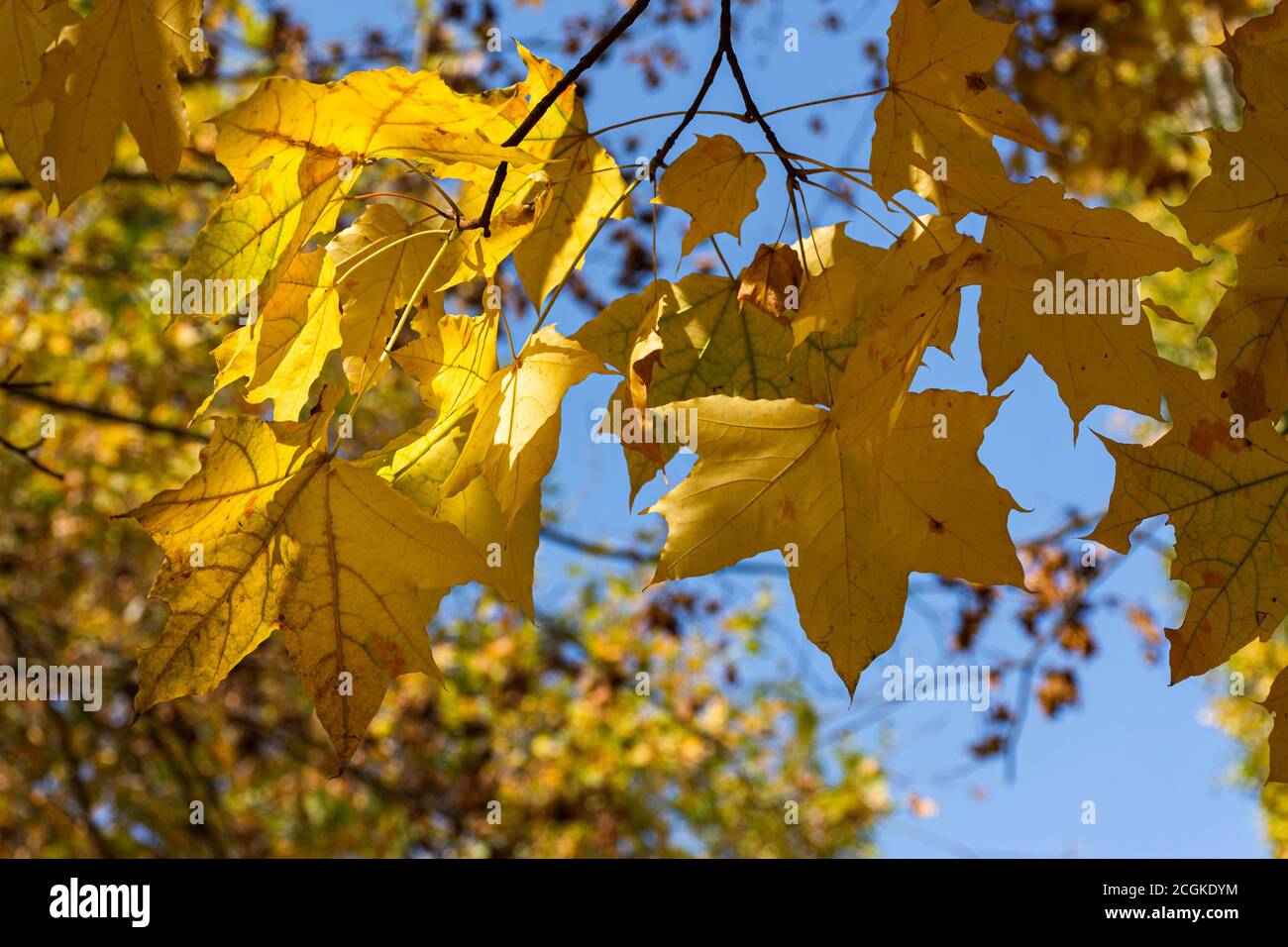 Foglie di acero giallo contro il cielo. Splendido sfondo naturale autunnale di foglie d'arancio. Vista dal basso di alberi e cielo. Il concetto di avvicinamento au Foto Stock