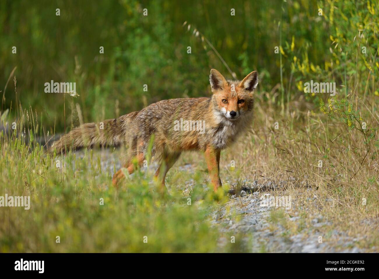 Telefoto zoom fotografia di una volpe selvaggia nei boschi dell'Appennino Ligure intenti ad osservarmi. Foto Stock