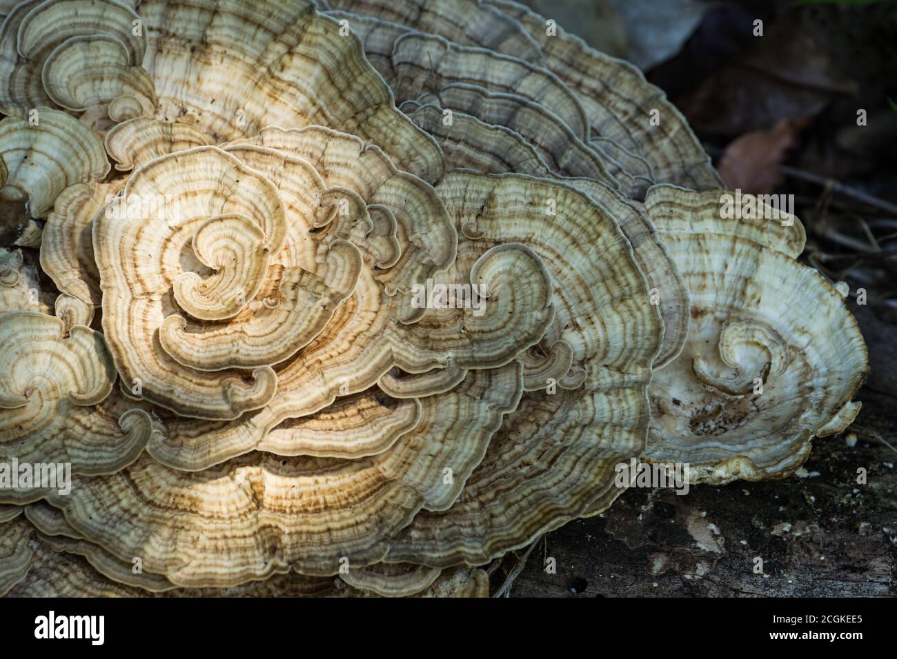 Un grande tacchino Tail Mushroom, genere Trametes, che cresce su un tronco marcito nella foresta pluviale umida del Parco Nazionale Manuel Antonio in Costa Rica. Foto Stock