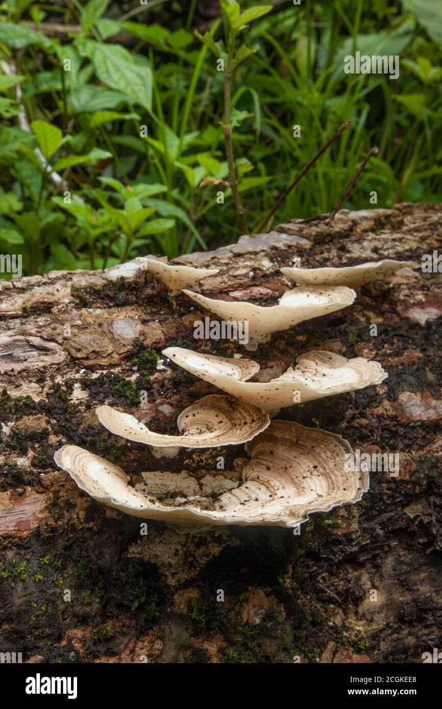 Un grande tacchino Tail Mushroom, genere Trametes, che cresce su un tronco marcito nella foresta pluviale umida del Parco Nazionale Manuel Antonio in Costa Rica. Foto Stock