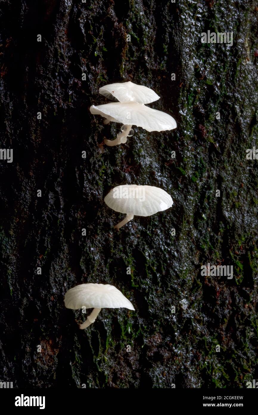 Piccoli funghi bianchi-capped su un tronco di albero nella foresta pluviale umida del Costa Rica. Foto Stock