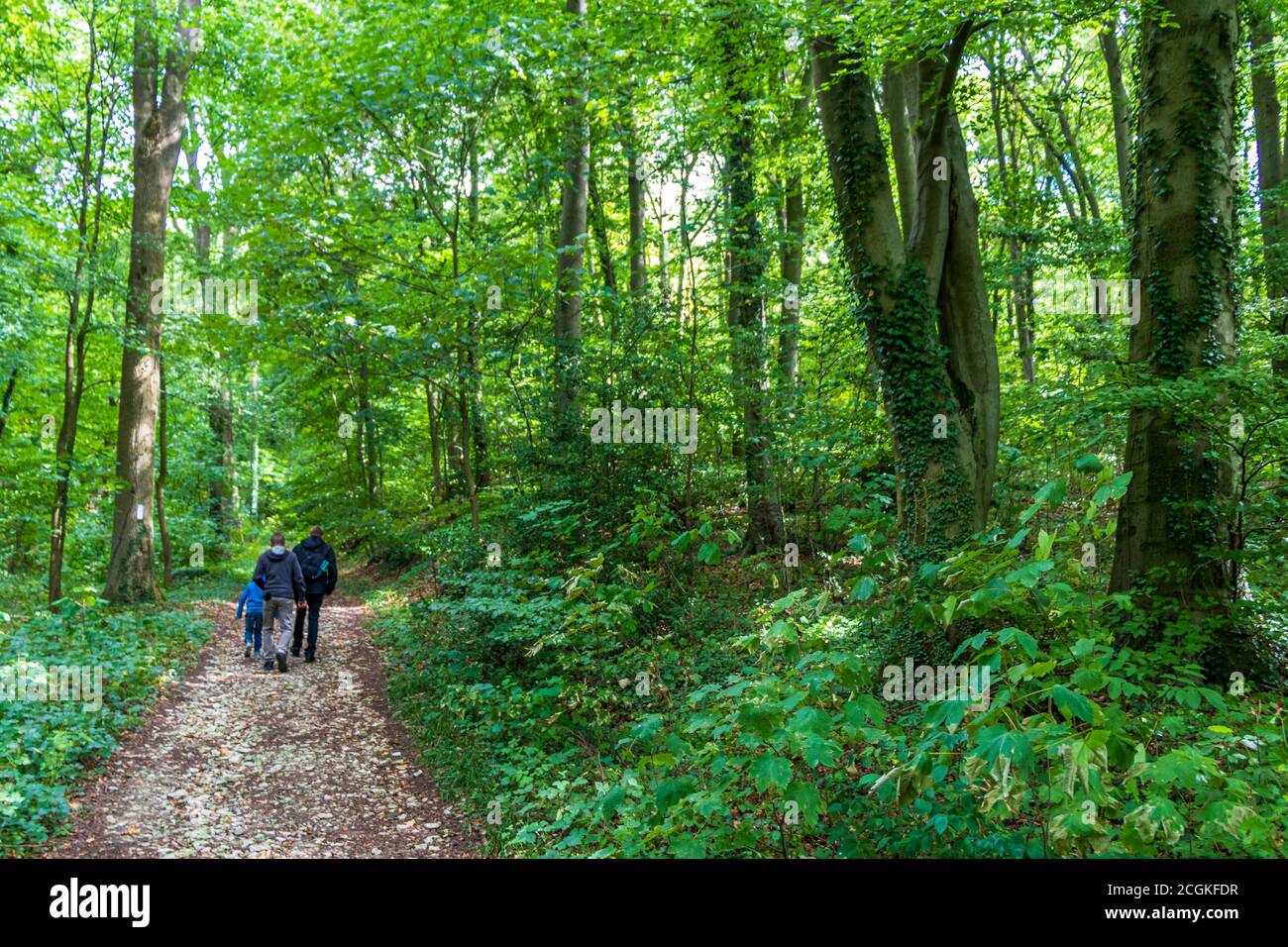 La gente va su un'escursione della foresta nella terra di Tecklenburger, Nordrhein-Westfalen, Germania. Foto Stock