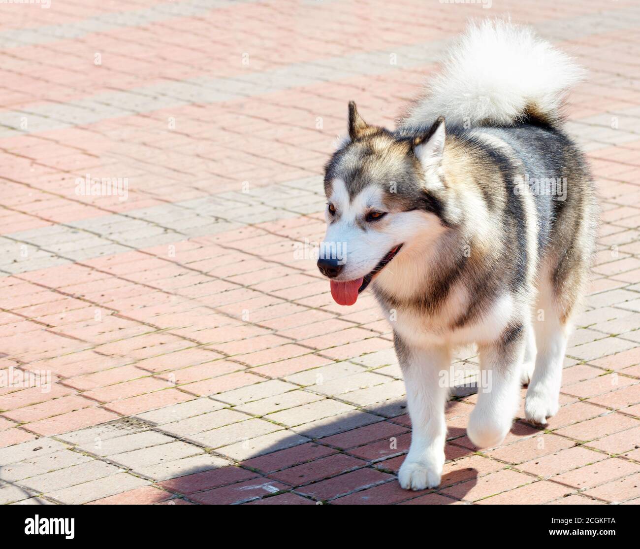 Il cane della razza Malamuta dell'Alaska è molto intelligente, verso l'esterno il cane assomiglia a un lupo. Foto Stock