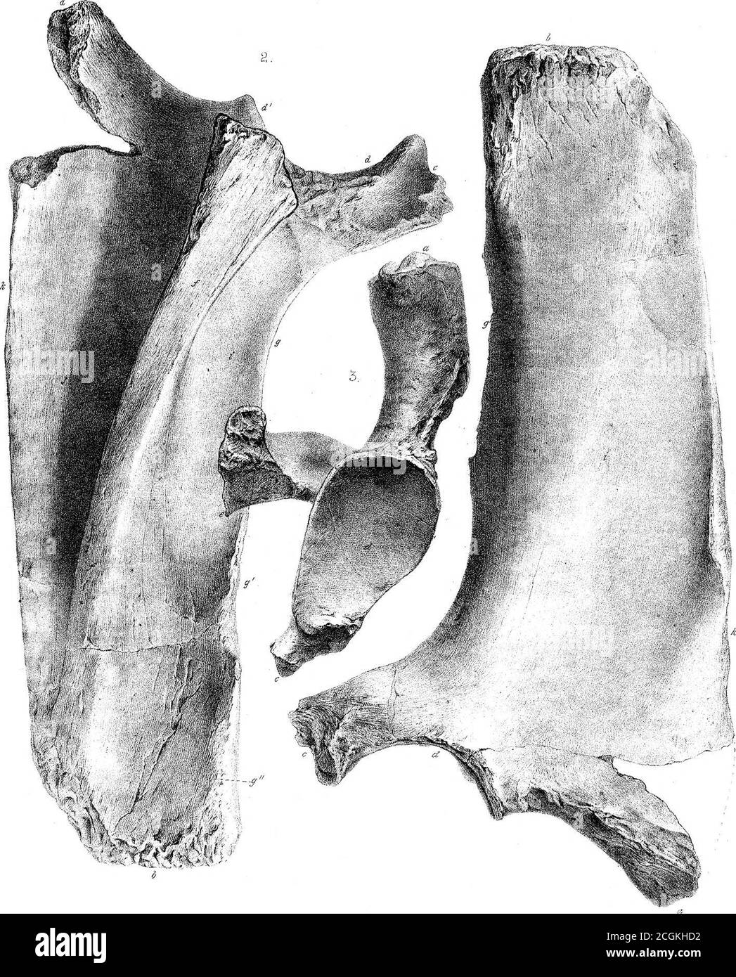 . Sui mammiferi fossili dell'Australia. Parte III. Diprotodon australis, Owen . W. H. Wesley Jiih. West imp. OWM,. Phxl. 7ra^5.MDCCCLXX.P/,ai^ XLV,. •W.H.Wesley iLtk. West iiMp. Owen-. PMy. Trans ml) CCaH. FUUU XIM. 4^, Foto Stock