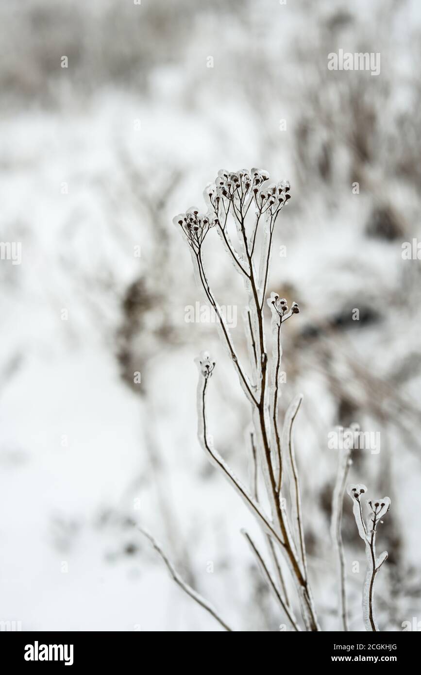 inverno. Piante surgelate. Fiori secchi coperti di ghiaccio. Primo piano delle boccole congelate. Rami ghiacciati di fiori secchi. Natura Foto Stock