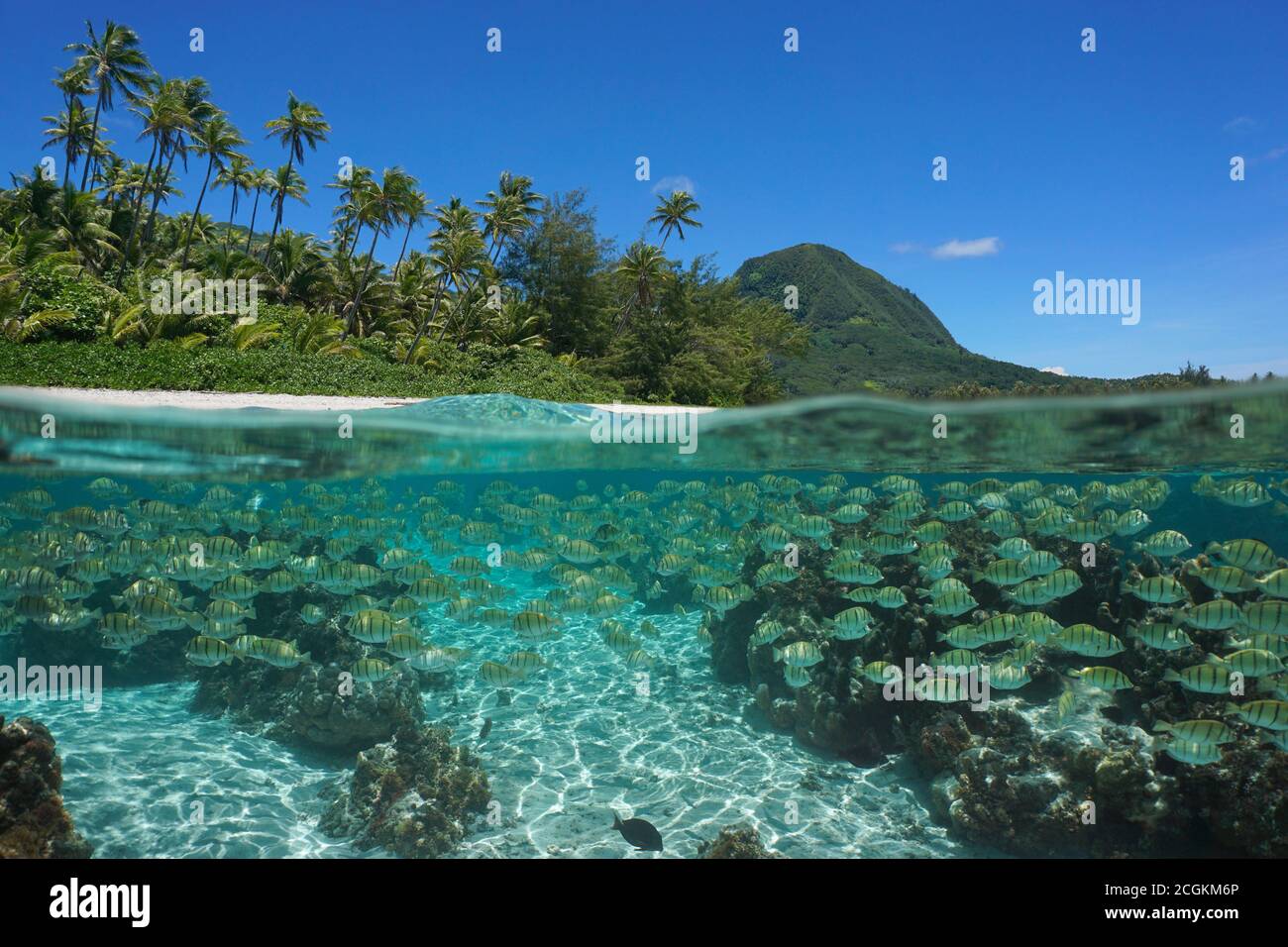 Isola del Pacifico meridionale, banchi di pesci sott'acqua nell'oceano e costa tropicale, vista separata sopra-sotto la superficie dell'acqua, Polinesia francese, Oceania Foto Stock