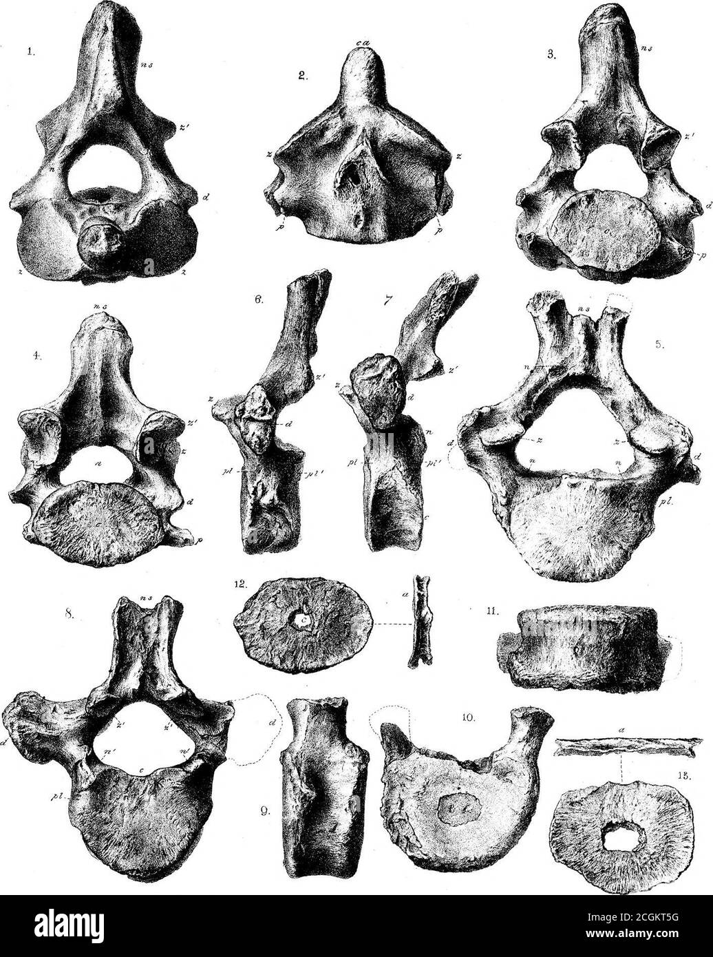 . Sui mammiferi fossili dell'Australia. Parte III. Diprotodon australis, Owen . W.S: Lidx di Wesley. IV.wist iasQ^. Ovve/tv. Phi. Trasv. MDOCCLXX. PlaUJUT... W. H. Wesley Jiih. West imp. OWM,. Phxl. 7ra^5.MDCCCLXX.P/,ai^ XLV, Foto Stock