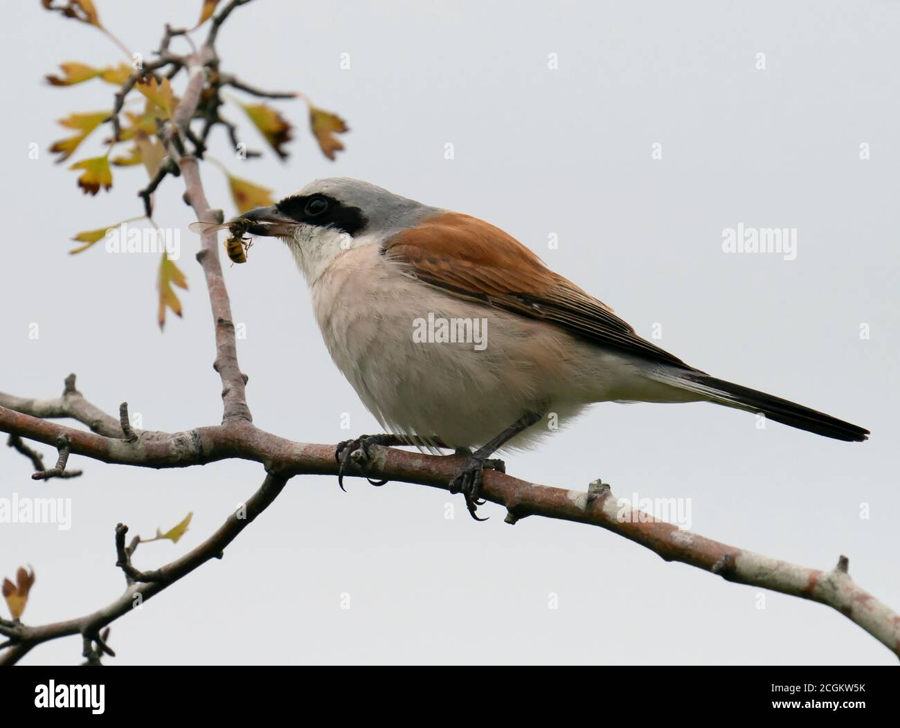 Shrike (Lanius collurio) maschio a spalle rosse che mangia una vespa appena catturata, West Midlands Foto Stock