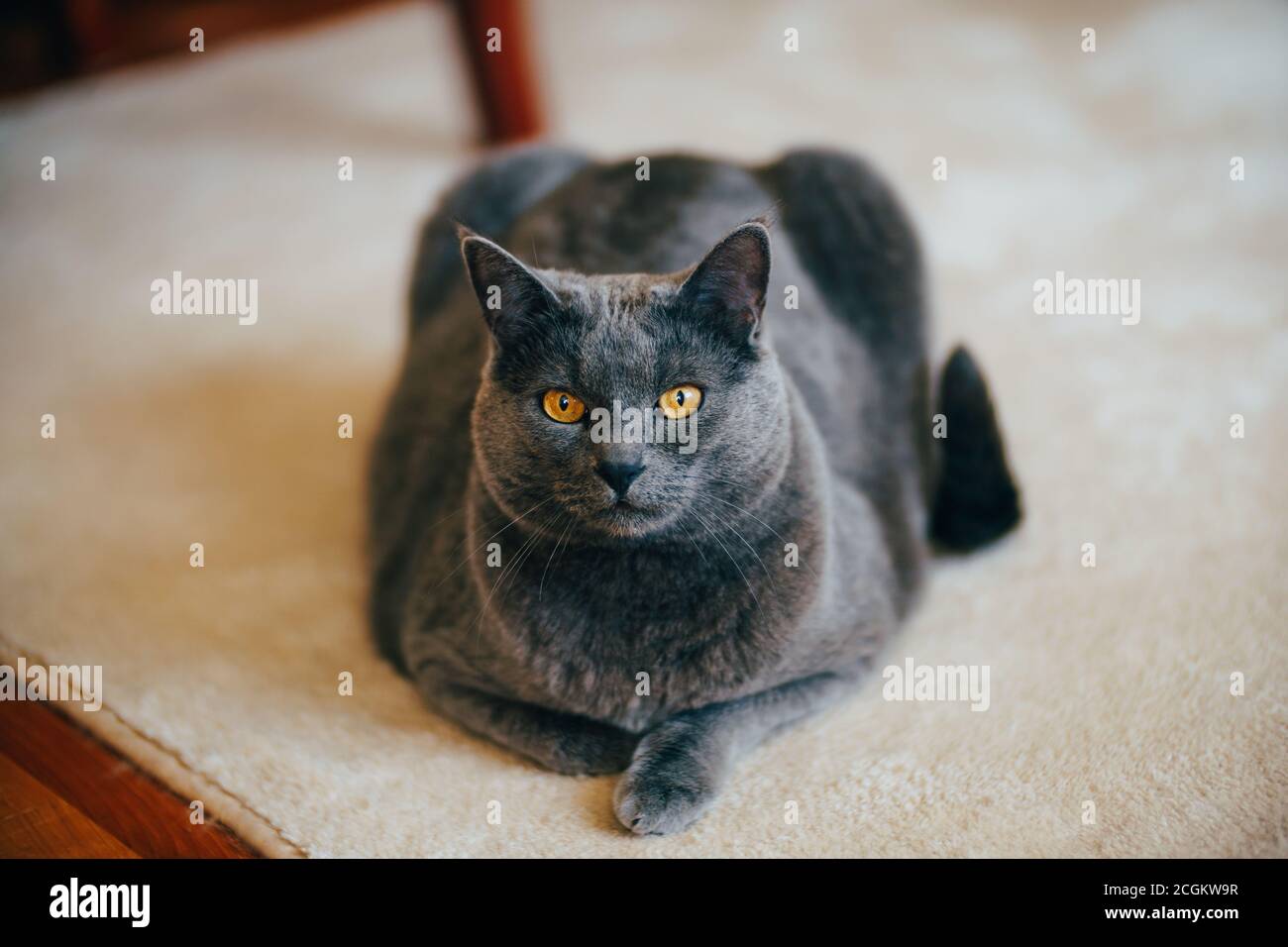 Gatto britannico shorthair con gli occhi marroni sul tappeto. Foto Stock