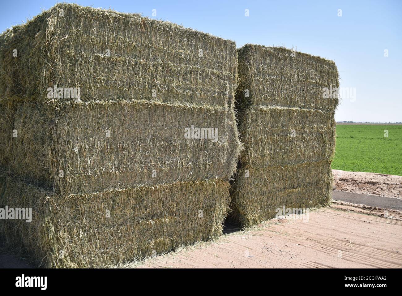 Balle di alfalfa dell'Arizona Foto Stock