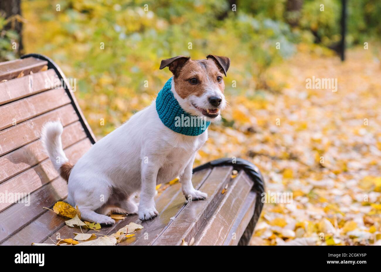 Cane che cammina nel parco autunnale seduto sulla panchina su caldo giorno d'autunno Foto Stock