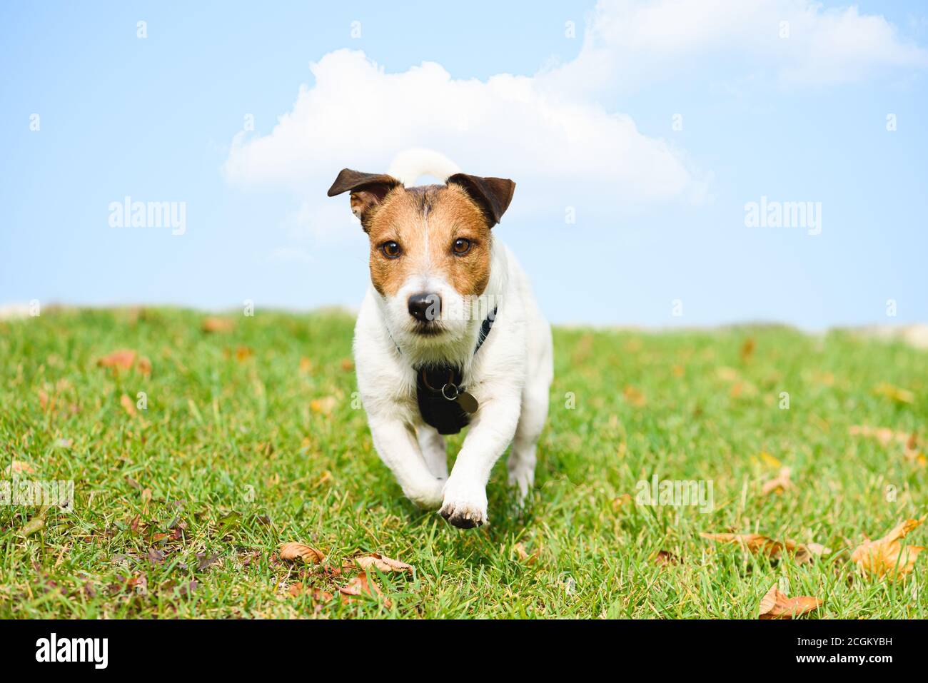 Carino cane divertente che corre in discesa attraverso il campo autunnale verso la macchina fotografica con sfondo blu Foto Stock